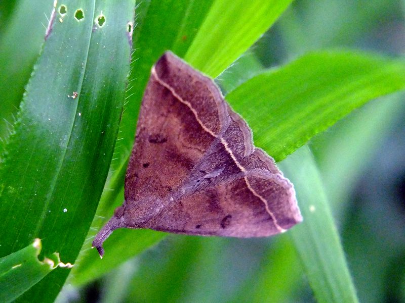 Nottuide di Camargue: Pechipogo plumigeralis